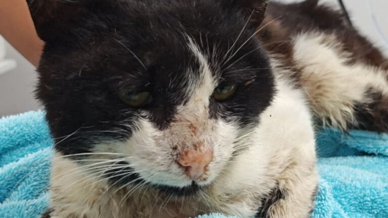 Rescataron a un gato en grave estado en Bº San Francisco De Alava y piden ayuda para su recuperación