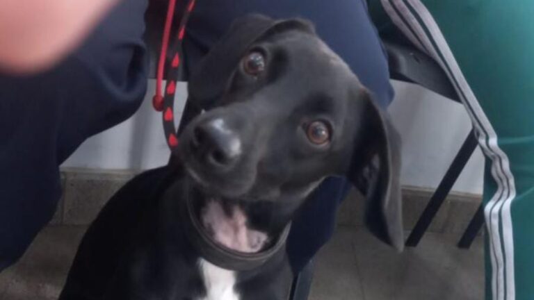 Barrio Alto Comedero: «Lupe» fue adoptada y luego devuelta