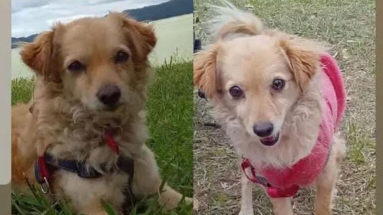 «Lola» se extravió en el barrio Alto Comedero