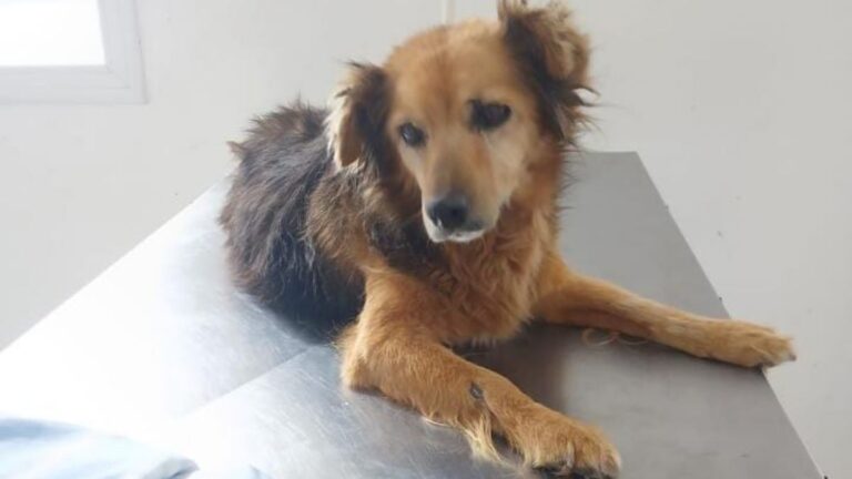 «Florita» necesita ayuda para salvar una pata herida
