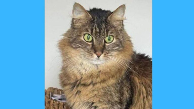 Barrio Bajo La Viña: ofrecen $500.000 de recompensa por «Alfonsín»