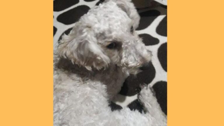 Barrio Alto Comedero: buscan a «Peluchin»