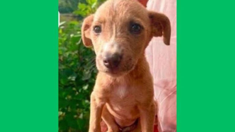 Llamado a la solidaridad: cachorra necesita tránsito