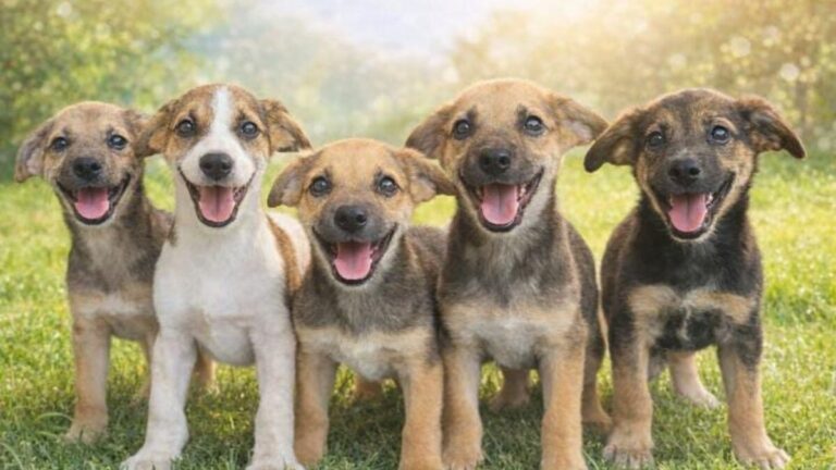 Cachorros de cruza pastor alemán necesitan hogares