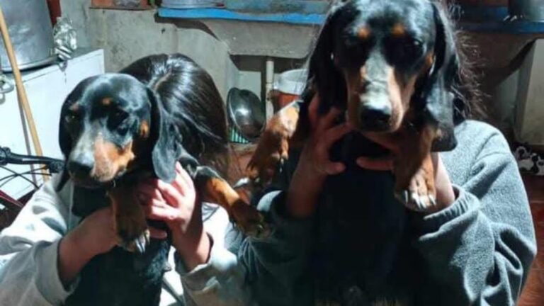 La Quiaca: buscan a la familia de dos perros salchichas