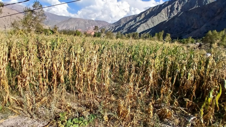 Productores sin solución: invasión de loros hace estragos en las plantaciones