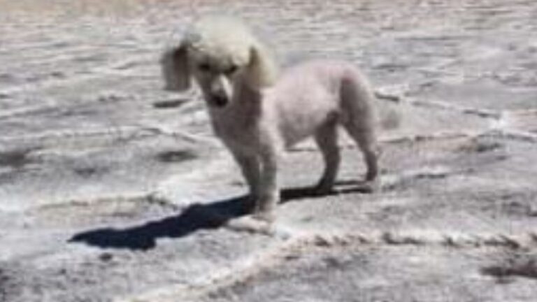 Urgente! Una perra se perdió en Purmamarca