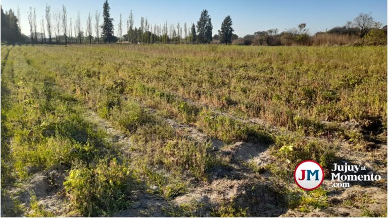 Preocupación en productores de Finca El Pongo: crisis hídrica y falta de apoyo