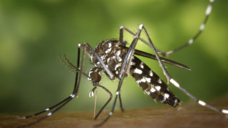 Confirman nuevos casos de Chikungunya en Jujuy