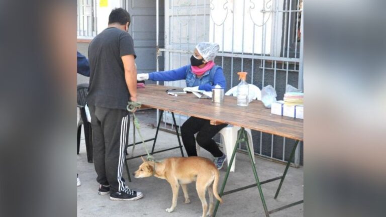 Operativo de castración y vacunación antirrábica: los barrios de esta semana