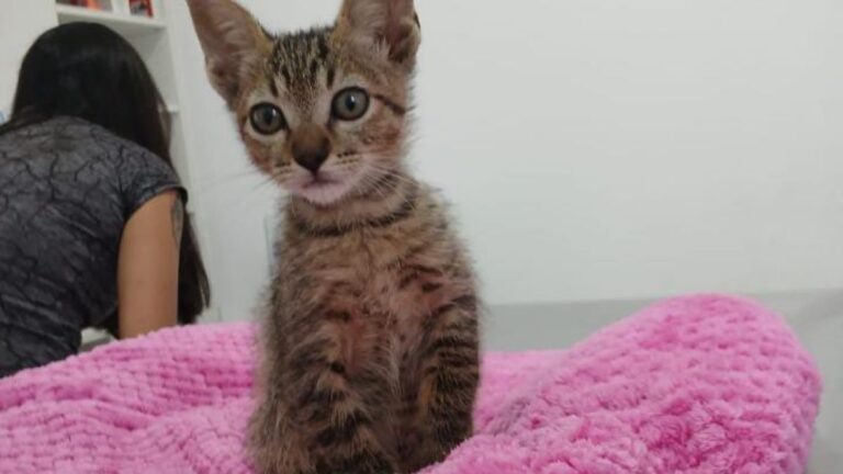 «Lolito» fue rescatado de la basura y ahora necesita un hogar