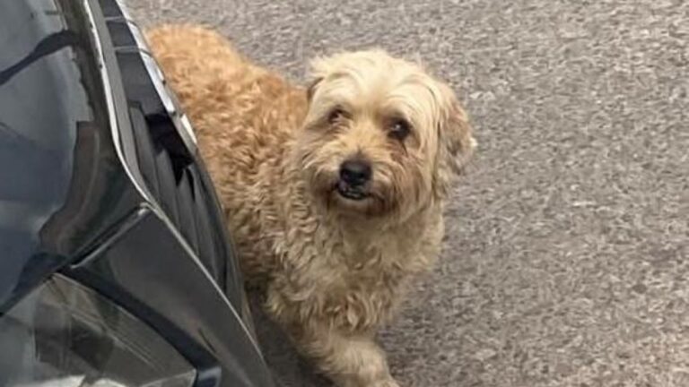 Barrio Coronel Arias: buscan a la familia de una perra