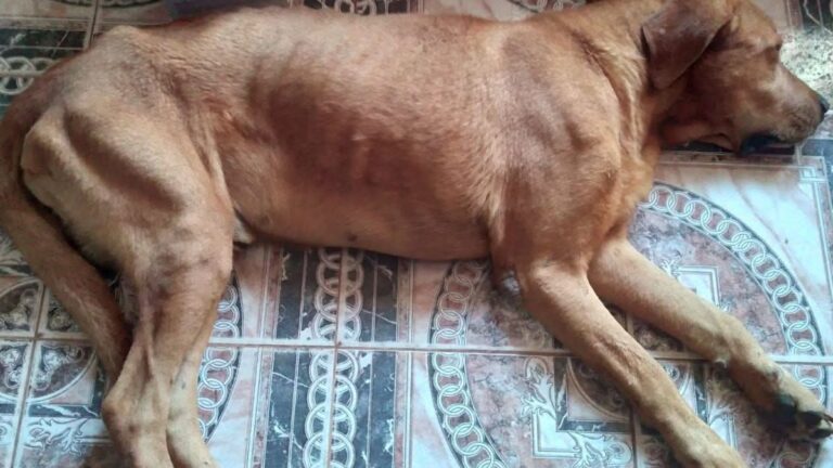 Buscan a la familia de un perro hallado en Ruta 9