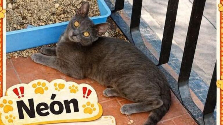 «Neón» se extravió en barrio San Pedrito
