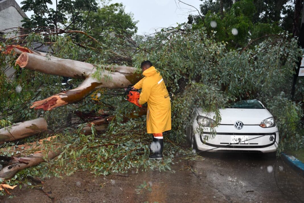 Cuadrilla municipal trabajando en la remoción de un árbol caído sobre un automóvil en una calle de Resistencia.