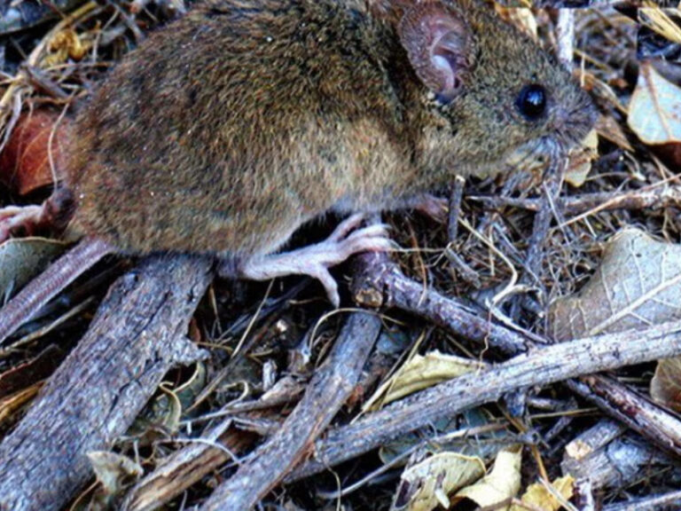 Mapa de Argentina con distribución de casos de hantavirus